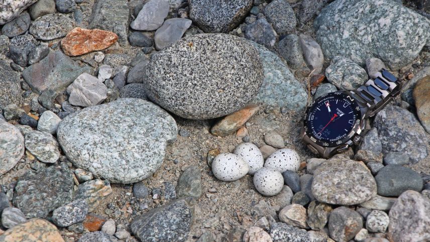 Auf der Kiesbank versteckte Modelleier (hier im Grössenvergleich) und auf Steinen aufgemalte Flussregenpfeifer und Flussuferläufer zeigten, wie gut sich Vögel an die Umgebung anpassen können und wie fragil ihr Lebensraum ist. 