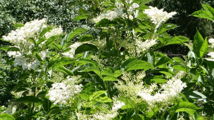 Weisser Holunder hilft bei Erkältungen mit Husten. Foto: Jürg Baeder