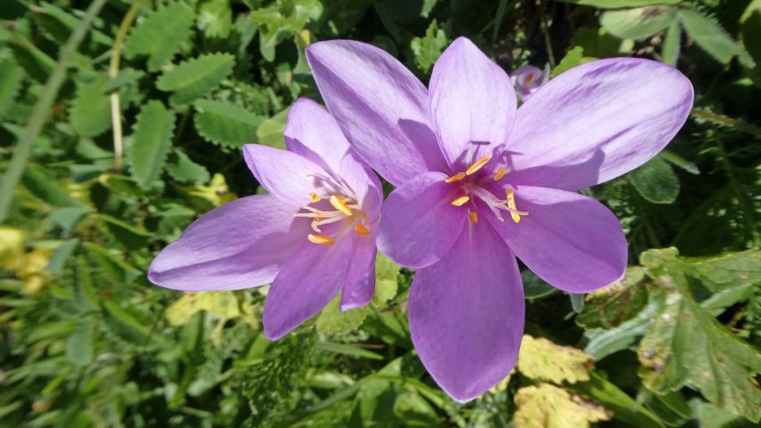 Bei der Herbstzeitlose bilden sich im Frühjahr die Blätter, im Herbst kommen die Blüten hervor. Foto: Jürg Baeder