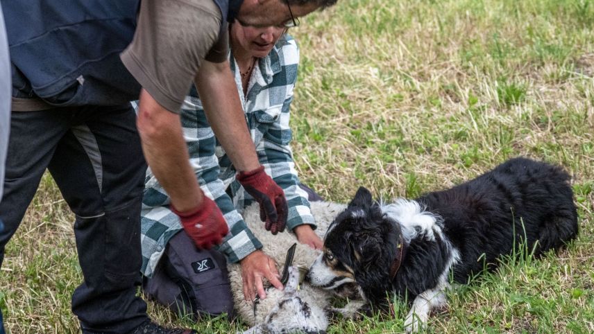 Hirtenhund Spark stellt das entlaufene Lamm. 