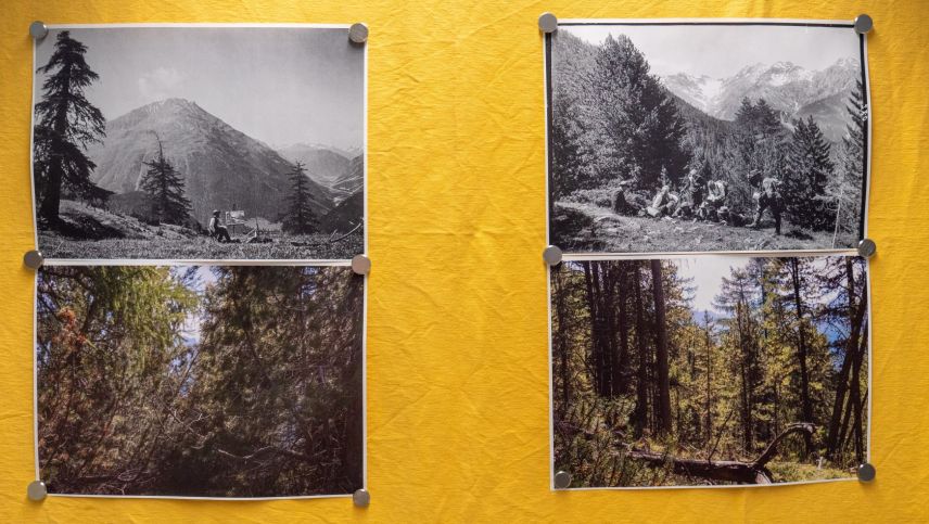 Nationalpark, einst und heute. Thema der Sonderausstellung "Immer wilder", die noch bis zum 13. März 2027 im Nationalparkzentrum in Zernez zu sehen ist. Foto: Jon Duschletta