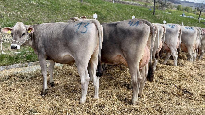 Bereit für die Bewertung. Foto: Fadrina Hofmann