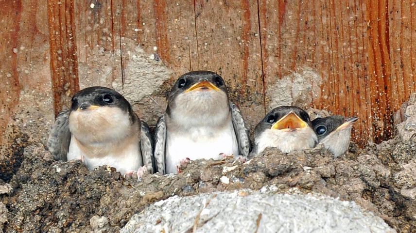 La randulina da pensla es classificheda scu sort da priorited, las quelas vegnan promossas cun diversas  imsüras (fotografia: Somedia).