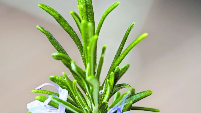 Rosmarin schützt die Galle und die Leber.	Foto: Jürg Baeder