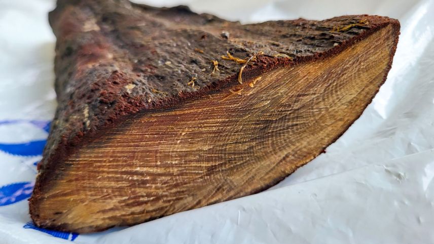  Mittels Dendroklimatologie soll das Klima erforscht werden, welches beim Wachstum dieser Bäume in der Region geherrscht hat. 