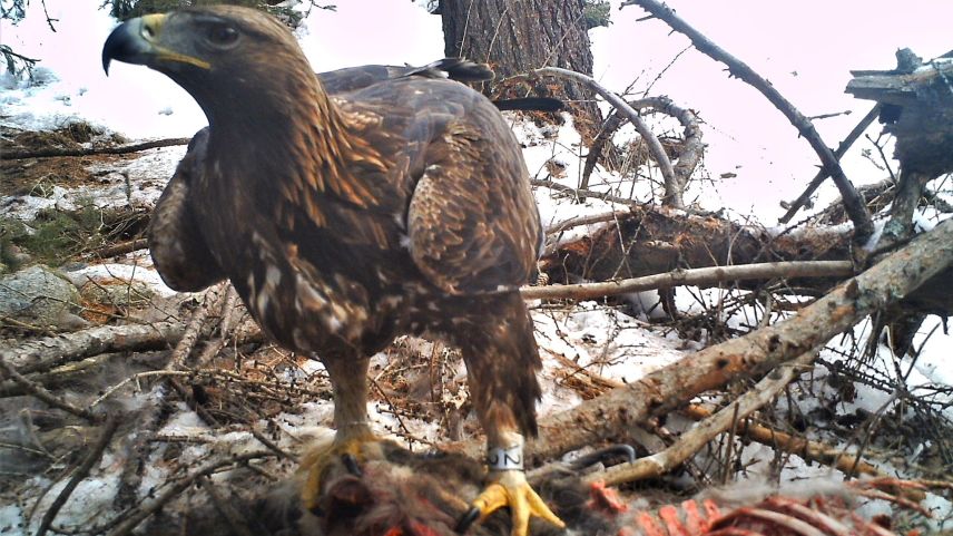 Ein noch nicht geschlechtsreifer
Steinadler frisst auf Gemeindegebiet von Zernez an einem zuvor vom Luchs gerissenen Gämskadaver. Er wurde vor zwei Jahren im Unterengadin als 
Nestling besendert und beringt. Foto: David Jenny