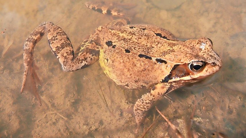 La rana verda (Grasfrosch) viva in tuot il chantun Grischun.