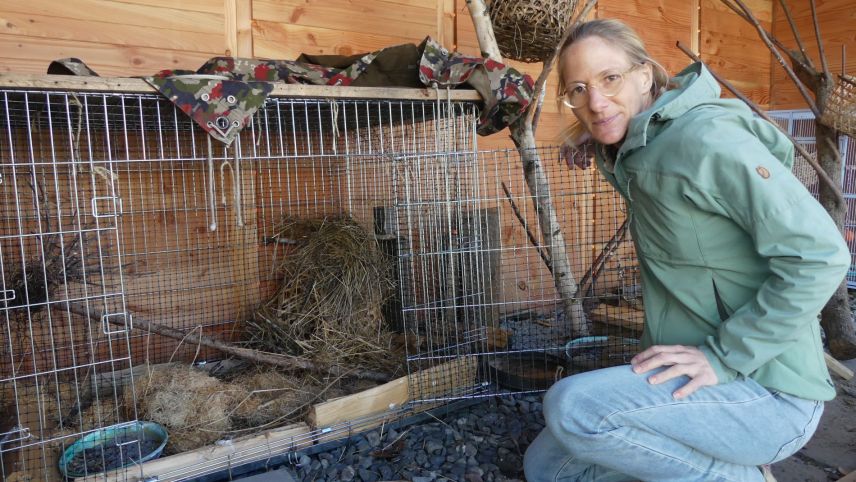 Il gnieu dals pitschens falcuns, ün da quels ha Nadia Scarpatetti pudü salvar. fotografia: mad