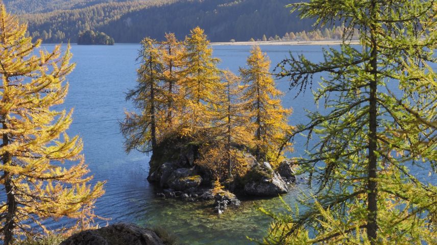 Inselbewohner am Silsersee. Foto: Arno Mainetti