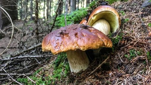 Steinpilze. Foto: Jon Duschletta