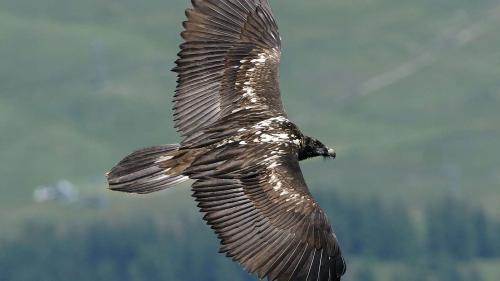 Giruns barbet giuvens han ün’otra culur co’ls utschels creschüts (fotografia: David Jenny).