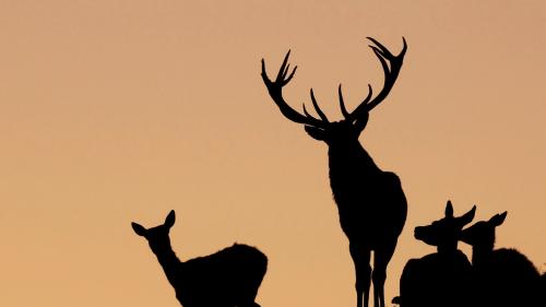 Ils tschiervis, impustüt ils tors cun lur cornas, sun bes-chas impreschiunantas (fotografia: Reinhard Hölzl).