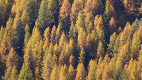 Auch die bestehenden Engadiner Nadelholzwälder in den verschiedenen Vegetationszone sind dem Klimawandel ausgesetzt und verschieben sich langsam in die Höhe. Foto: Jon Duschletta