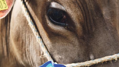 Exposiziuns e rangaziuns da muvel stan in discussiun pro paurs indigens. Tscherts paurs as lamaintan (fotografias: Martina Fontana).