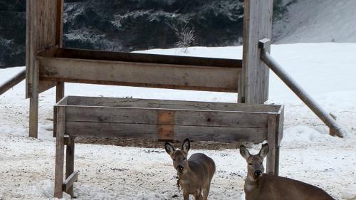 Illa regiun d’Engiadina Bassa vala a partir da subit ün scumond da pavlar la sulvaschina (fotografia: mad).