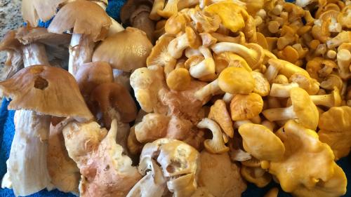 Il controlleder da funschs regiunel, Men Bisaz, fo quint cun üna stagiun da record (fotografia: Martina Fontana).