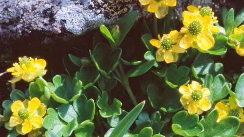 Il ranunculus pygmaeus s’ha mantgnü in Svizra be intuorn ils Lais da Macun in Engiadina Bassa (fotografia: Hans Lozza/PNS)