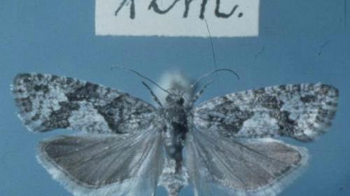 Der Lärchenwickler fehlt seit einiger Zeit im Engadin. Foto: Rudolf Zuber/ETH