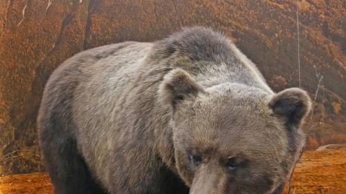 Bild: museo poschiavino