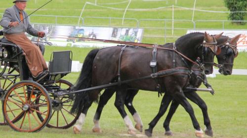 Mario Bezzola mit seinem Zweispänner in voller Aktion. Foto: Claudia Bezzola
