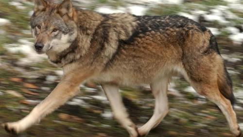 Symbolbild: Lauren Gillieron