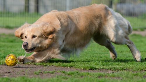 Il team da Belinda Conradin-Bourgeois pissera illa Pensiun da chans a Ramosch pel bainstar da las bes-chas chasanas (fotografia: Rest Giacun Dermont).