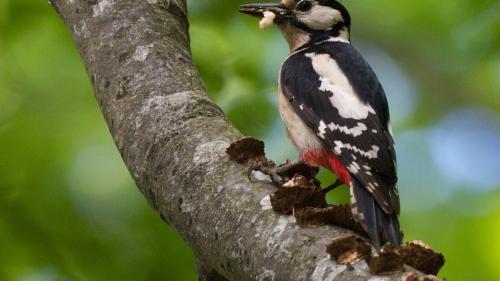 La femna dal pichalain sgiaglià cun butin (fotografia: mad). 