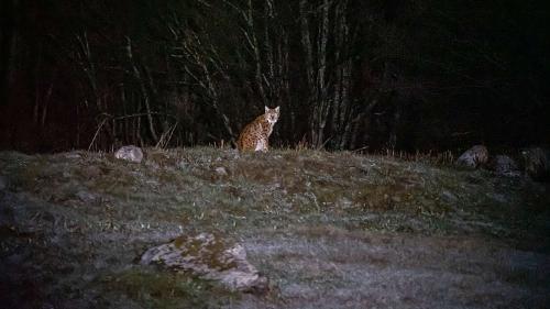 Luchs B760 im Unterengadin. Foto: Jon Duschletta