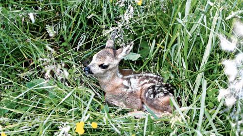 Die Zahl der durch den Einsatz von Drohnen gefundenen Rehkitze stieg um 18 Prozent gegenüber dem Vorjahr. Es konnten 3033 Kitze gerettet werden.		Foto: rehkitzrettung.ch