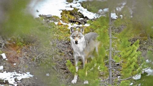 Foto: Schweizerischer Nationalpark