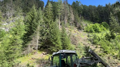 Il magliascorza ha infestà diversas parts dal god sül territori dal cumün da Scuol e dal cumün da Valsot. Ils cumüns reagischan cun masüras forestalas (fotografia: mad)