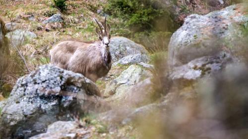 Bei der Gämse wird heuer der Jagddruck im Wald erhöht und die Bejagung dort um vier Tage verlängert. Foto: Jon Duschletta