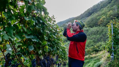 Weinanbau ohne Chemie und Bodenbelastung als bedingungsloses Rezept von Biowinzer Marcel Zanolari für sein Weingut La Torre.	Fotos: Jon Duschletta