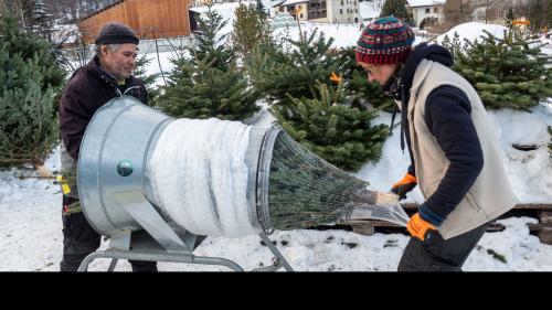 Wenn die Kunden ihr Bäumchen ausgesucht haben, wird es zum Transport in ein Netz gepackt. Claudia Zielas zeigt sich verantwortlich für den Christbaumverkauf in Celerina (rechts).  Foto: Denise Kley