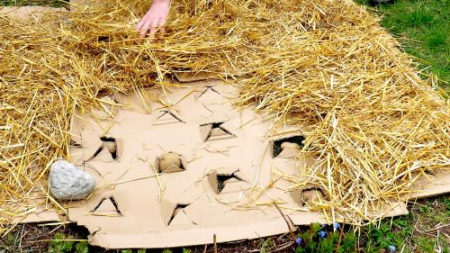 Kartoffeln gedeihen, strohbedeckt, auch direkt auf dem Gras. Foto: Katharina von Salis