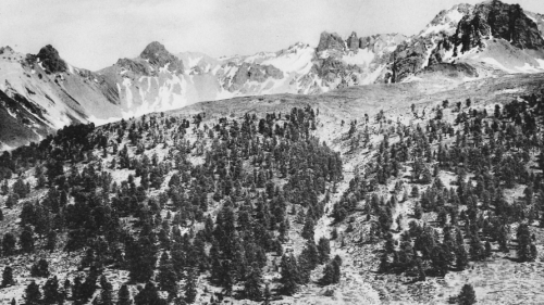 Anfang des 20. Jahrhundert war der Tamangur in der Val-scharl durch Übernutzung bedroht. Durch ein Gedicht von Peider Lansel wurde er zum Symbol des Kampfes um den Erhalt der rätoromanischen Sprache. Foto: Coaz & Schröter