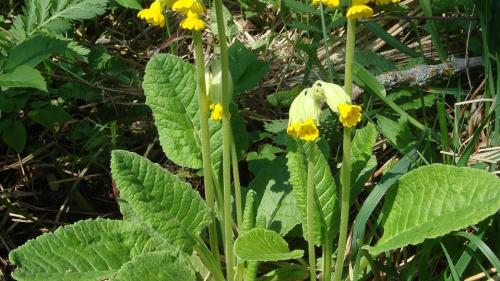 La primula gelgua es ün planta da plüs ons chi surviva l’inviern grazcha a seis rizom (fotografia: mad).