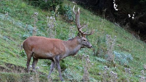 Der Hirschbestand konnte im vergangenen Jahr weiter reduziert werden. Foto: Karl-Heinz Jäger