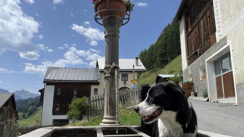 Bei Sommerhitze ein frisches Bad im Brunnen nehmen - für Milo eine Wonne.    Foto Fadrina Hofmann