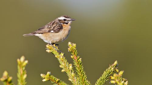 Braunkehlchen sind Wiesenbrüter und deswegen eine gefährdete Vogelart. Foto: Marcel Burkhardt/Schweizerische Vogelwarte