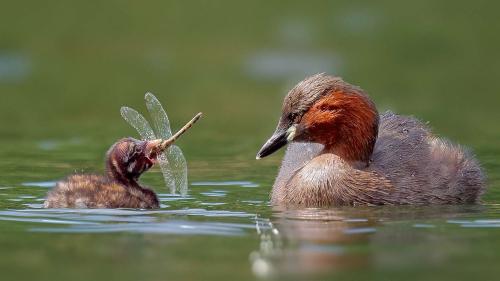 Zwergtaucher ernähren sich vorwiegend von grossen Insekten und deren Larven. Vor allem im Winter tauchen sie auch nach kleinen Fischen. Foto: Volker Jungbluth