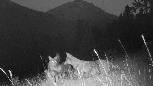 Bilder von Kamerafallen im Ofenpassgebiet zeigtem im Herbst 2023 mindestens vier Jungtiere (Foto). Am 24. November konnten insgesamt zehn Wölfe, mutmasslich acht Welpen und zwei Elterntiere ebenfalls auf einer Fotofalle festgehalten werden. Foto: SNP