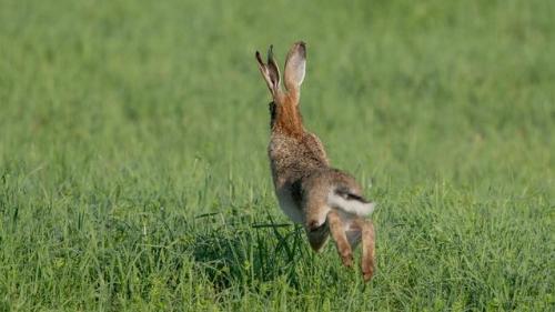 Blitzschnell rannte der "Osterhase" davon. Foto: getty images