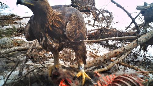 Ein noch nicht geschlechtsreifer
Steinadler frisst auf Gemeindegebiet von Zernez an einem zuvor vom Luchs gerissenen Gämskadaver. Er wurde vor zwei Jahren im Unterengadin als 
Nestling besendert und beringt. Foto: David Jenny