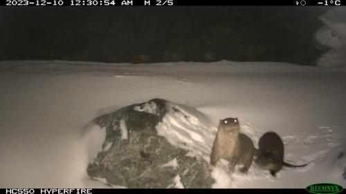 Ein Fischotter mit Jungem tappt in die Fotofalle. Foto: Amt für Jagd und Fischerei Graubünden