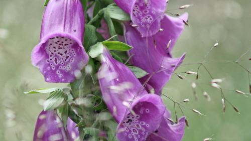 Vorsicht, schön, aber giftig: Fingerhut, Kartoffelblüte, Liguster und Herbstzeitlose (von links). Fotos: Jürg Baeder