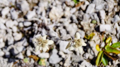 Mit der Biodiversitätsstrategie werden die Anforderungen des Bundesamts für Umwelt Bafu an ein kantonales Gesamtkonzept zur Arten- und Lebensraumförderung erfüllt. Foto: Jon Duschletta