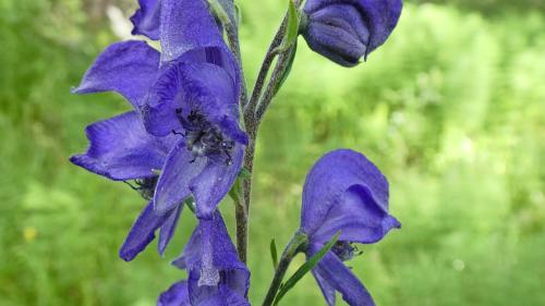 Auffallend sind beim blauen Eisenhur die Schötchen, die sich nach der Blüte bilden. Foto: Jürg Baeder