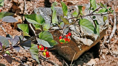 Die Giftigkeit der Beeren des Bittersüssen Nachtschattens nimmt mit zunehmender Reife ab. Fotos: Valentin Pitsch