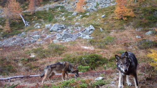 Die Ausbreitung der Wölfe bereitet der Bündner Bevölkerug Sorge. Foto: Gruppe Wolf Schweiz